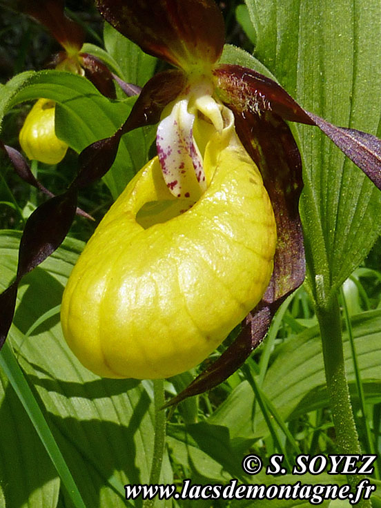 Photo nP1020635
Sabot de Vnus (Cypripedium calceolus)
Clich Serge SOYEZ
Copyright Reproduction interdite sans autorisation