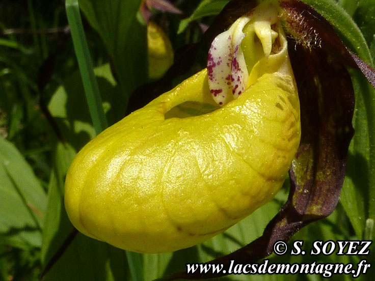 Photo nP1020636
Sabot de Vnus (Cypripedium calceolus)
Clich Serge SOYEZ
Copyright Reproduction interdite sans autorisation