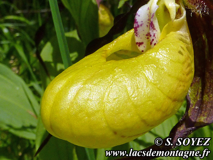 Photo nP1020638
Sabot de Vnus (Cypripedium calceolus)
Clich Serge SOYEZ
Copyright Reproduction interdite sans autorisation