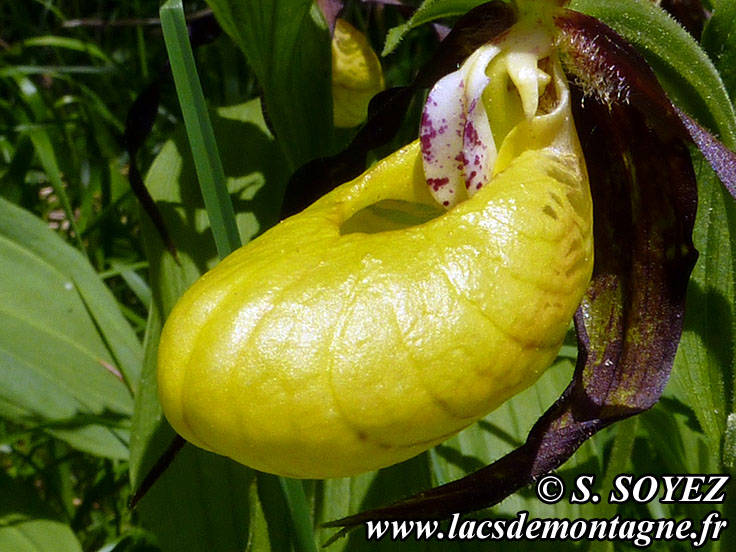 Photo nP1020640
Sabot de Vnus (Cypripedium calceolus)
Clich Serge SOYEZ
Copyright Reproduction interdite sans autorisation