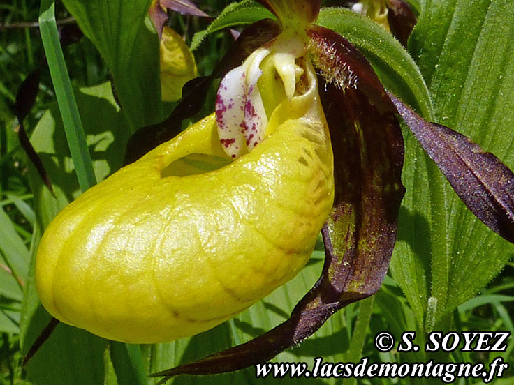 Photo nP1020642
Sabot de Vnus (Cypripedium calceolus)
Clich Serge SOYEZ
Copyright Reproduction interdite sans autorisation