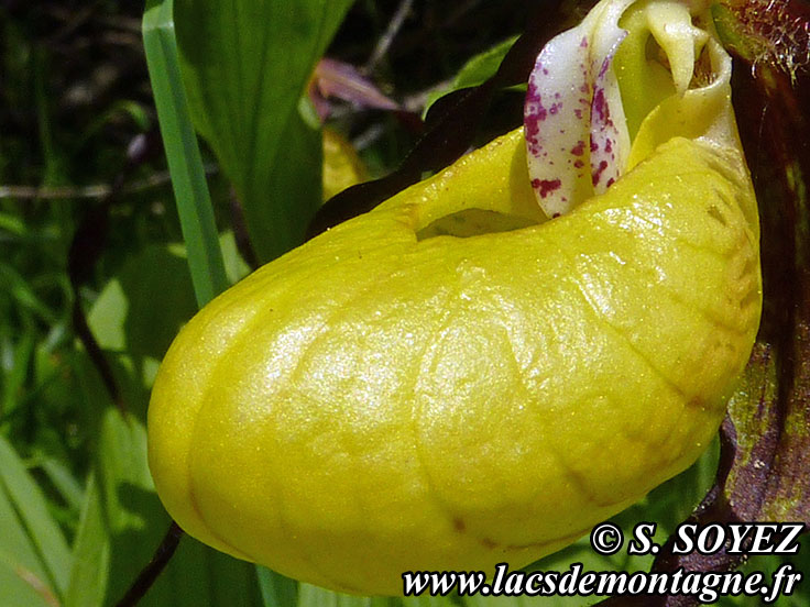 Photo nP1020648
Sabot de Vnus (Cypripedium calceolus)
Clich Serge SOYEZ
Copyright Reproduction interdite sans autorisation