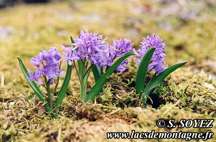 Scille  deux feuilles (Scilla bifolia)
Clich Serge SOYEZ
Copyright Reproduction interdite sans autorisation