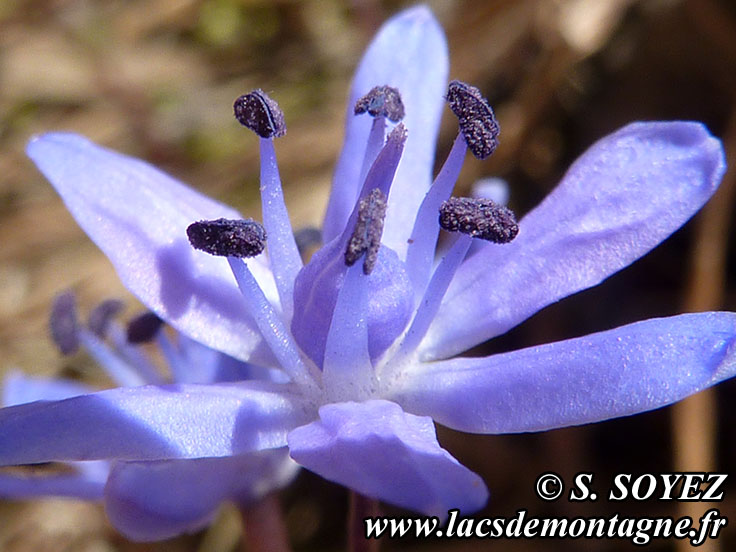 Photo nP1020143
Scille  deux feuilles (Scilla bifolia)
Clich Serge SOYEZ
Copyright Reproduction interdite sans autorisation