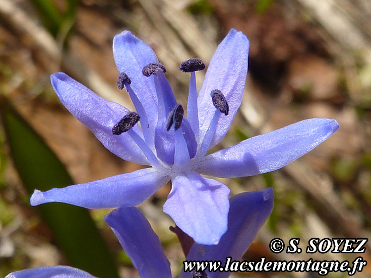 Photo nP1020151
Scille  deux feuilles (Scilla bifolia)
Clich Serge SOYEZ
Copyright Reproduction interdite sans autorisation