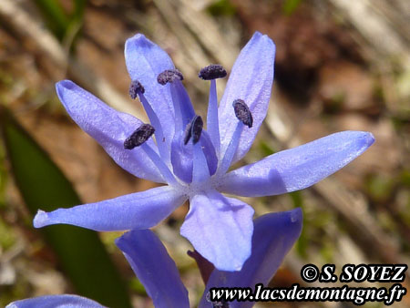 Scille  deux feuilles (Scilla bifolia)
Clich Serge SOYEZ
Copyright Reproduction interdite sans autorisation