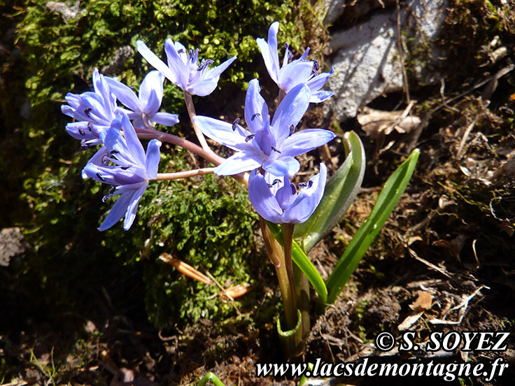 Photo nP1020157
Scille  deux feuilles (Scilla bifolia)
Clich Serge SOYEZ
Copyright Reproduction interdite sans autorisation