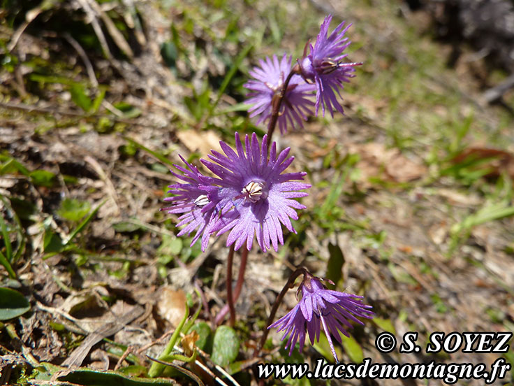 Photo nP1020114
Soldanelle des Alpes (Soldanella alpina L.)
Clich Serge SOYEZ
Copyright Reproduction interdite sans autorisation