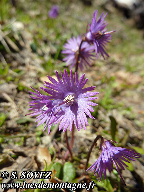 Photo nP1020117
Soldanelle des Alpes (Soldanella alpina L.)
Clich Serge SOYEZ
Copyright Reproduction interdite sans autorisation