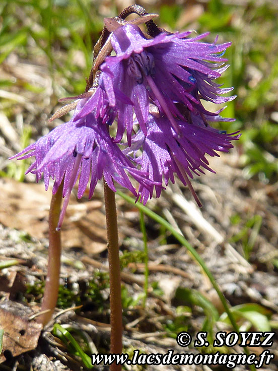 Photo nP1020122
Soldanelle des Alpes (Soldanella alpina L.)
Clich Serge SOYEZ
Copyright Reproduction interdite sans autorisation