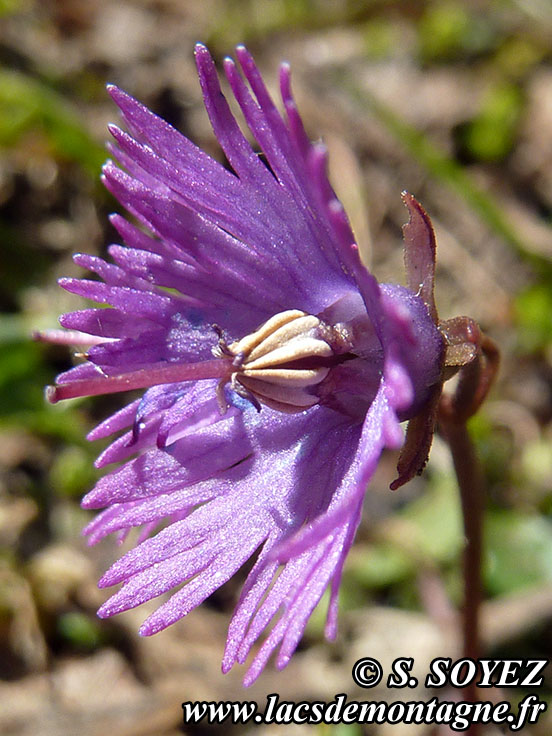 Photo nP1020124
Soldanelle des Alpes (Soldanella alpina L.)
Clich Serge SOYEZ
Copyright Reproduction interdite sans autorisation