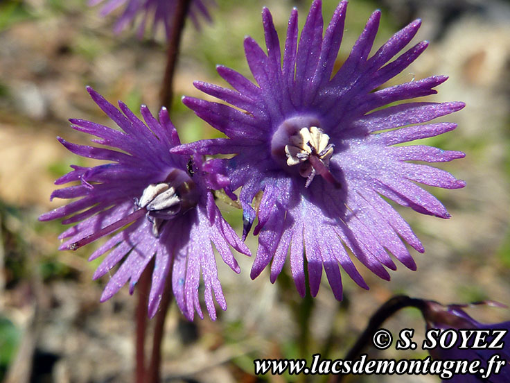 Photo nP1020129
Soldanelle des Alpes (Soldanella alpina L.)
Clich Serge SOYEZ
Copyright Reproduction interdite sans autorisation