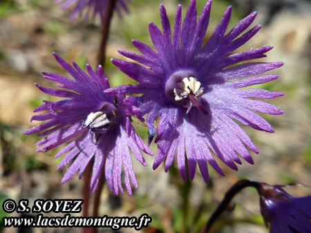 Soldanelle des Alpes (Soldanella alpina L.)
Clich Serge SOYEZ
Copyright Reproduction interdite sans autorisation