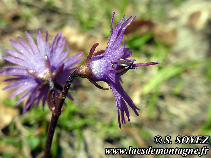 Photo nP1020132
Soldanelle des Alpes (Soldanella alpina L.)
Clich Serge SOYEZ
Copyright Reproduction interdite sans autorisation