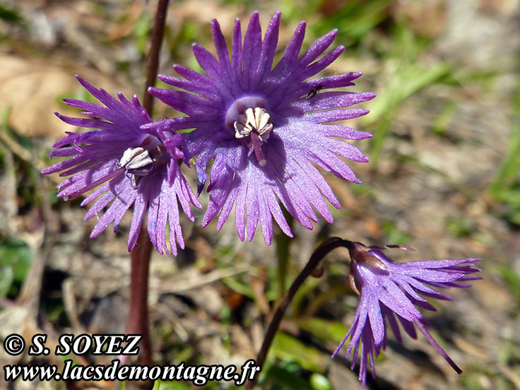 Photo nP1020135
Soldanelle des Alpes (Soldanella alpina L.)
Clich Serge SOYEZ
Copyright Reproduction interdite sans autorisation