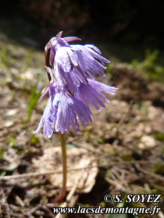 Photo nP1020139
Soldanelle des Alpes (Soldanella alpina L.)
Clich Serge SOYEZ
Copyright Reproduction interdite sans autorisation