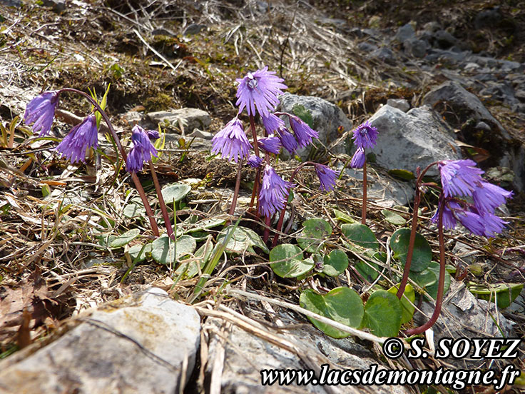 Photo nP1020154
Soldanelle des Alpes (Soldanella alpina L.)
Clich Serge SOYEZ
Copyright Reproduction interdite sans autorisation